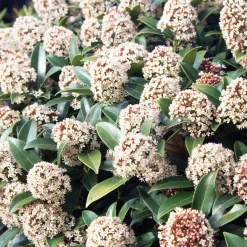Skimmia du Japon - Un décor rouge tout l'hiver