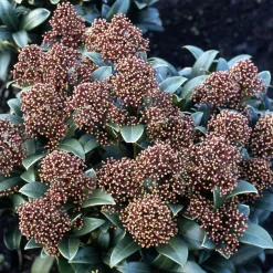 Skimmia du Japon - Un décor rouge tout l'hiver