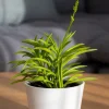 Séneçon de Barberton - Une succulente sans effort