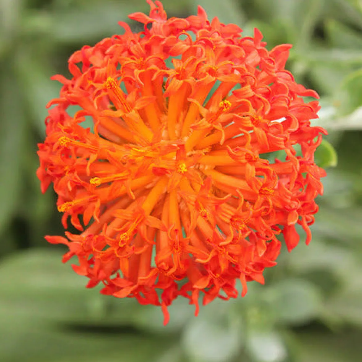 Séneçon Helenium - Feuillage bleu, fleurs orange