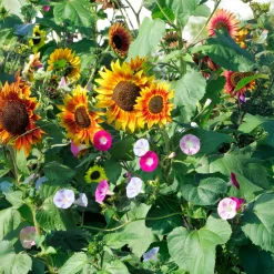 Soleil et belles grimpantes - Un mur de fleurs cet été