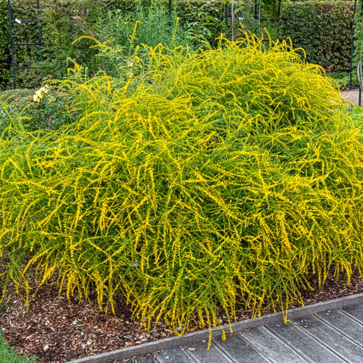 Solidago Fireworks - Feu d'artifice jaune au jardin