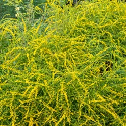 Solidago Fireworks - Feu d'artifice jaune au jardin