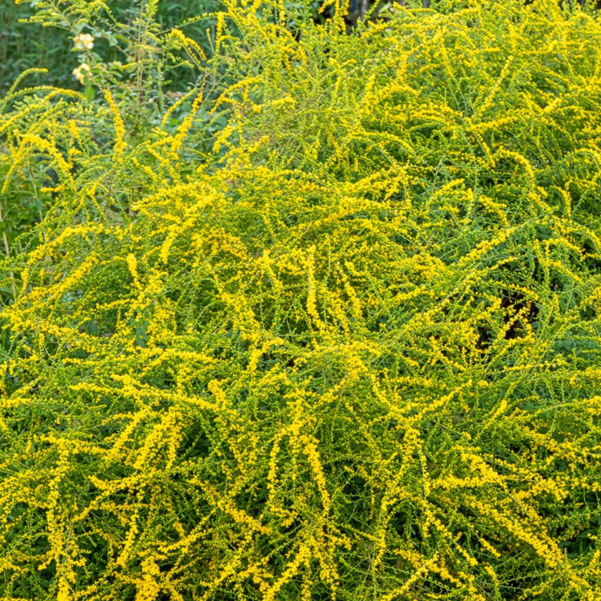 Solidago Fireworks - Feu d'artifice jaune au jardin