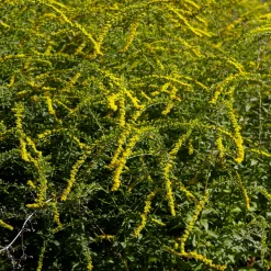 Solidago Fireworks - Feu d'artifice jaune au jardin