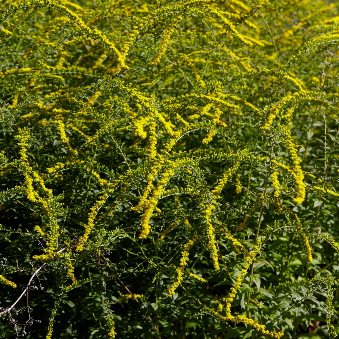 Solidago Fireworks - Feu d'artifice jaune au jardin