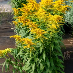 Solidago Golden Dwarf - Nuage doré tout l'été