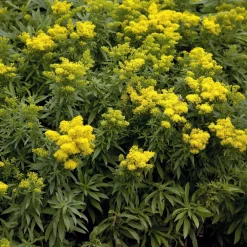 Solidago Golden Dwarf - Nuage doré tout l'été