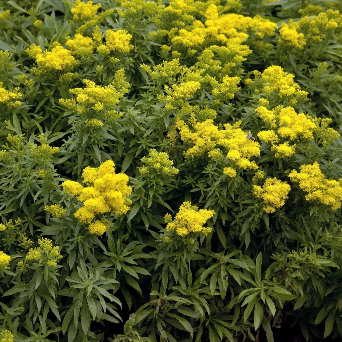 Solidago Golden Dwarf - Nuage doré tout l'été