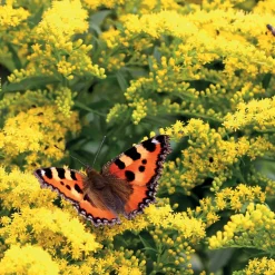 5 Solidago - Verge d'or - Un été jaune d'or au jardin