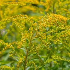 5 Solidago - Verge d'or - Un été jaune d'or au jardin