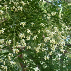 Sophora du Japon - L'arbre qui fleurit en été