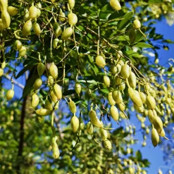 Sophora du Japon - L'arbre qui fleurit en été