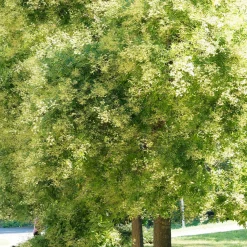 Sophora du Japon - L'arbre qui fleurit en été