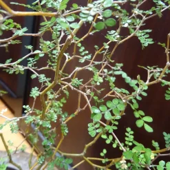 Sophora prostrata Little Baby - Le bonsaï de plein air