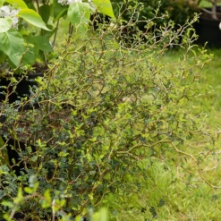 Sophora prostrata Little Baby - Le bonsaï de plein air