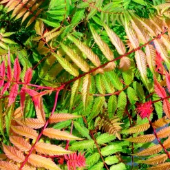 Sorbaire Pink Hopi® - Nuage rose tout l'été