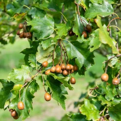 Sorbier torminal - Alisier torminal - L'arbre indigène qui dure