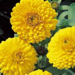 Souci double Golden Yellow - Du jaune éclatant tout l'été
