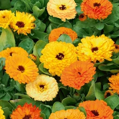 Soucis doubles en mélange - Des fleurs à croquer