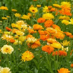 Soucis doubles en mélange - Des fleurs à croquer