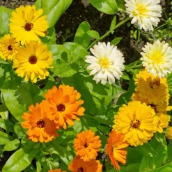 Soucis doubles en mélange - Des fleurs à croquer