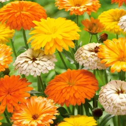 3 Soucis résistants au froid en mélange - Des fleurs 9 mois par an
