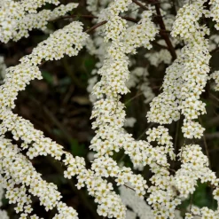 Spiraea dentelée - Cascade de fleurs blanches