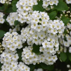 Spirée de Thunberg - La 1ère floraison du jardin