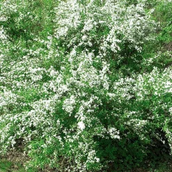 Spirée de Thunberg - La 1ère floraison du jardin