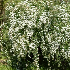 Spirée de vanhoutte - Cascade de fleurs au jardin