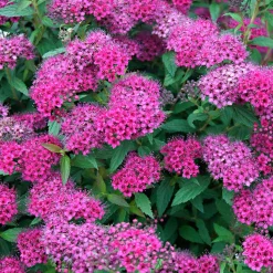 Spirée du Japon 'Anthony Waterer' - Une vague fuchsia tout l'été