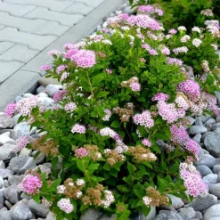 Spirée du Japon Shirobana - Trois couleurs sur un buisson