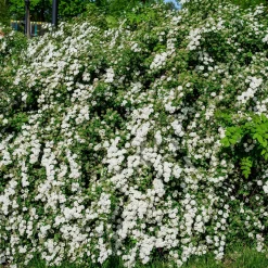 Spirée du Japon Snowmound - Une cascade de fleurs blanches
