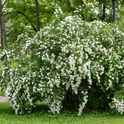 Spirée du Japon Snowmound - Une cascade de fleurs blanches