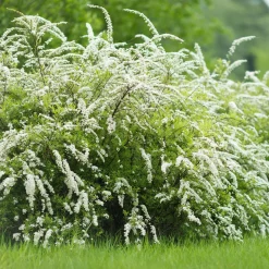 Spirée 'Grefsheim' - Nuage blanc dès mars