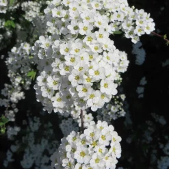 Spirée 'Grefsheim' - Nuage blanc dès mars
