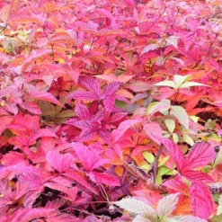 Spirée à trois feuilles - L'ombre enfin fleurie