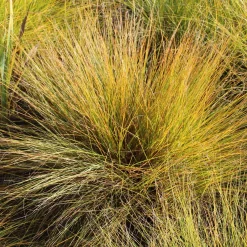 Sporobole à glumes inégales - La graminée parfumée facile
