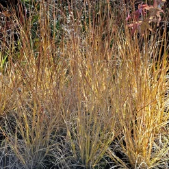 Sporobole à glumes inégales - La graminée parfumée facile