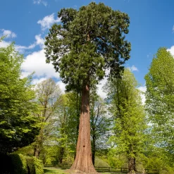 Séquoia géant - L'arbre géant du jardin