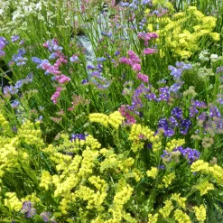 Statices en mélange - Bouquets secs toute l'année