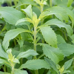 Stevia - Herbe à sucre - Le sucre naturel du jardin