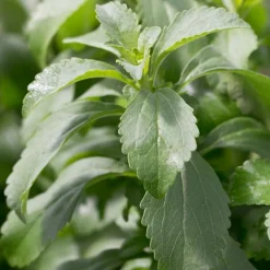 Stevia - Herbe à sucre - Le sucre naturel du jardin