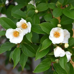 Stewartia - Un arbre, quatre saisons de beauté