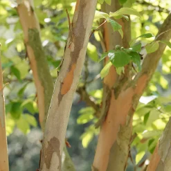Stewartia - Un arbre, quatre saisons de beauté