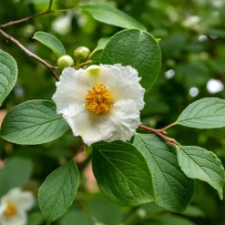 Stewartia - Un arbre, quatre saisons de beauté