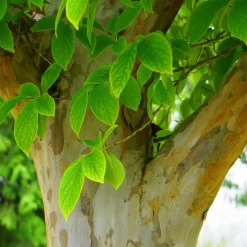 Stewartia - Un arbre, quatre saisons de beauté