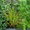 Stipa arundinacea - Un feuillage flamboyant sans effort