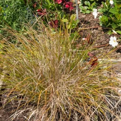 Stipa arundinacea - Un feuillage flamboyant sans effort